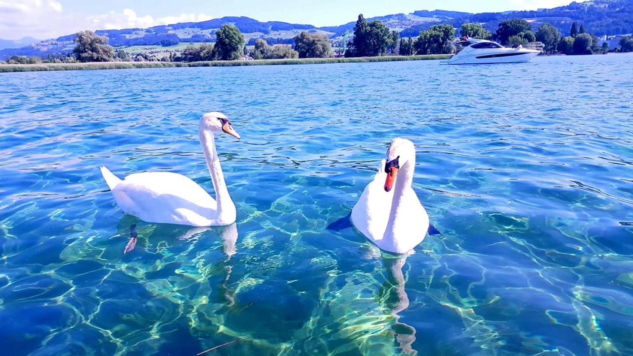 Apartmán Schoenes In Am Bodensee Neu Klimatisiert ! Arbon